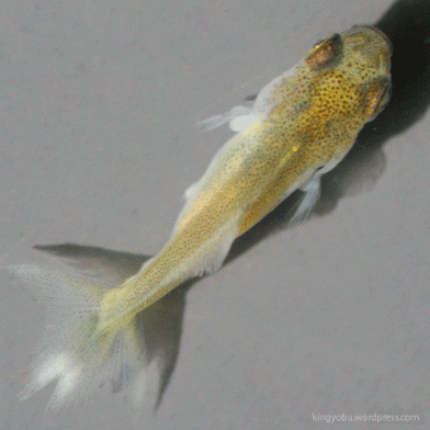 金魚 稚魚