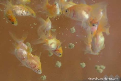 金魚餌研究所 冬の消化不良対策 金魚部