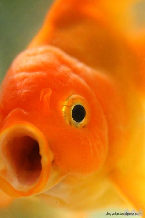 金魚の消化システムと給餌の関係 金魚部