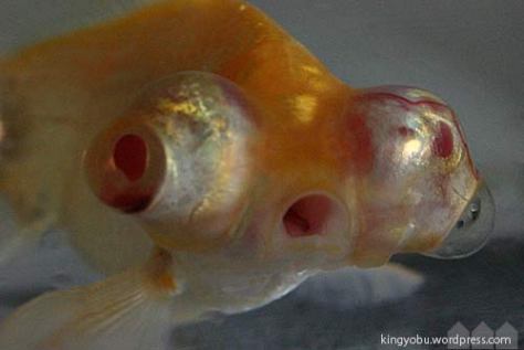 金魚の目に血がたまる アノキシア 低酸素症 金魚部
